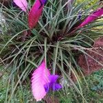 Tillandsia guatemalensis Flors