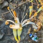 Ceiba aesculifolia Blomma
