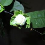 Diospyros bipindensis Fruto