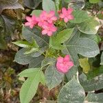 Jatropha integerrimaFlower