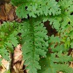 Pedicularis canadensis 葉