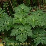 Geranium palmatum Habit