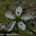 Sagina glabra Flower