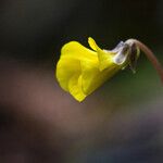 Viola sempervirens Flor