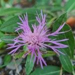 Centaurea decipiens花