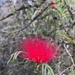 Calliandra parvifoliaКветка