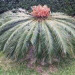 Cycas revoluta Облик