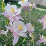 Aquilegia pubescens Flower