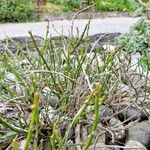 Cytisus ardoinoi Other