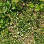 Cochlearia groenlandica Blomst