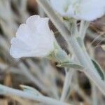 Convolvulus oxyphyllus Kwiat