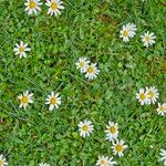 Leucanthemum ircutianumFoglia