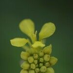 Sinapis arvensis Blüte