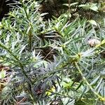 Podocarpus nubigenus पत्ता