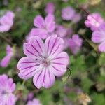 Geranium albanum