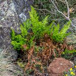 Asplenium cuneifolium Sonstige