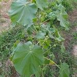 Abutilon theophrastiHostoa