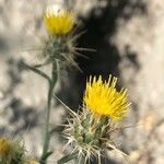 Centaurea melitensis Flor