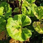 Ligularia dentata Leaf