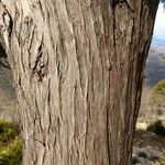 Juniperus pinchotii Bark