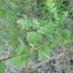 Eupatorium rotundifolium Leaf