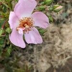Rosa stylosa Blüte