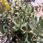 Helianthemum squamatum Hoja