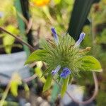 Jacquemontia tamnifolia 花