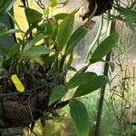Coelogyne ovalis Hoja