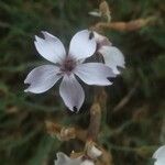 Dianthus pyrenaicus Květ