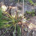 Dasylirion texanum Leaf