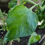 Solanum lycopersicum Leaf