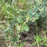 Ceanothus crassifolius Ліст