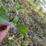 Clinopodium vulgareFlor