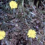 Cladanthus arabicus Otro