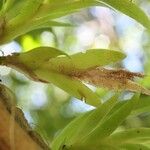 Oberonia disticha Yaprak