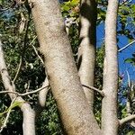 Poecilanthe parviflora Corteza