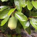 Ficus heterophyllaFrukt