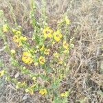 Verbascum sinuatumFlower