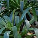 Billbergia rosea Habit