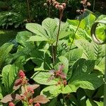 Rodgersia aesculifolia Агульны выгляд