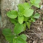 Impatiens pallida Frunză