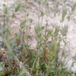 Micromeria nervosa Hoja