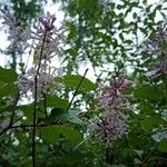 Syringa villosa Blüte