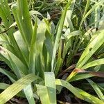 Sisyrinchium striatum Leaf