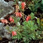 Dicentra eximia Habitus