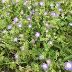 Nemophila phacelioides Habit