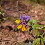 Melampyrum subalpinum Fleur