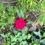 Dianthus barbatusFleur