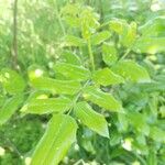 Mahonia aquifolium ᱥᱟᱠᱟᱢ
